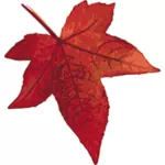 Red maple leaf vector image
