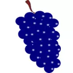 Blue grapes vector image