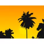 Palm tree in the sunset