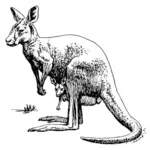 Kangourou de dessin