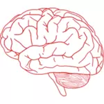 분홍색에 있는 인간 두뇌의 측면 보기의 벡터 이미지