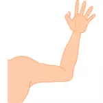 Vector ilustrare subţire braţul masculin