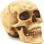 Ilustración de vector cráneo humano fotorealista