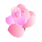 Paarse en roze roos