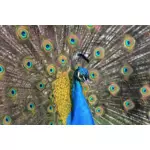 Tegning av peacock med en stor hale spredt bak