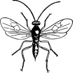 Wasp görüntü