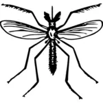 Mosquito vector drawing