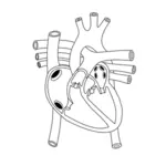 Human heart image