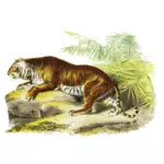 बाघ वेक्टर छवि