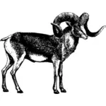 Male goat vector illustration