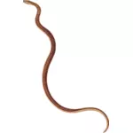 Thin brown snake
