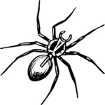 עכביש שחור על גבי לבן