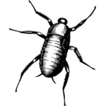Bug in black and white