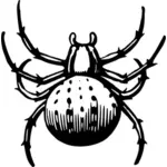 Pavouk vektorový obrázek