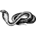 Desenho vetorial de cobra