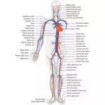 Circulatory human system