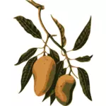 Плодовая ветвь манго