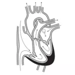 Vector image of the heart and course of blood flow through the heart chambers.