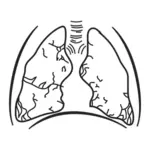 Human lungs vector image