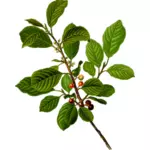 Frangula Alnus, Rhamnaceae olše