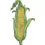 玉米矢量图像中颜色的耳朵