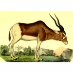 Antelope in forest