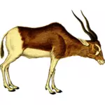 Antilop vektor illustration
