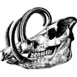 Crânio do babirusa