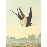 Boerenzwaluw vogel op een natuur landschap vector tekening
