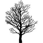 Jałowe drzewo Silhouette 2