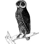 Image of black owl on a tree branch