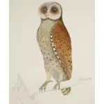 Brown owl on a tree branch vector clip art
