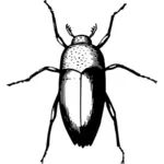 Beetle in black and white