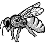 Outline vector drawing of bee