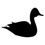 Black duck bild