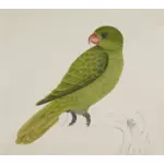 Vogel met groene veren op een boom tak vector tekening