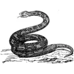 蟒蛇图像