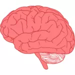 Hjernen profil