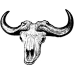 Bøffel hodeskalle