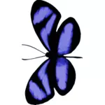 Bluish butterfly