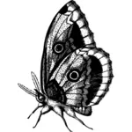 Бабочка в белый и черный
