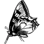 Siyah-beyaz kelebek