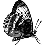 Schmetterling mit Verbreitung Flügel