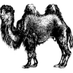 Camello peludo