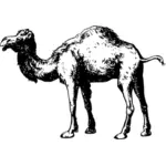 Zwart-wit kameel