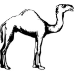 黑白骆驼插画