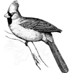 Grafika wektorowa kardynał ptak na gałęzi