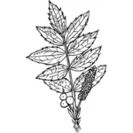 Mahonia à feuilles de cascades