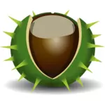 Chestnut in shell vector image