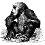 الشمبانزي بالأبيض والأسود